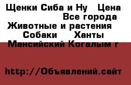 Щенки Сиба и Ну › Цена ­ 35000-85000 - Все города Животные и растения » Собаки   . Ханты-Мансийский,Когалым г.